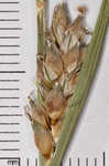 Wire sedge